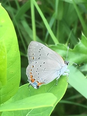 Satyrium acadica