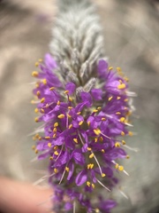 Dalea searlsiae