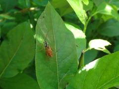 Aglaostigma semiluteum