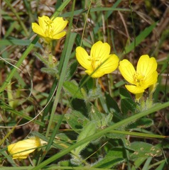 Oenothera pilosella