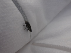 Agrilus bilineatus