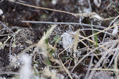 Draba yukonensis