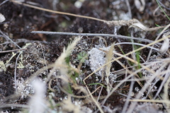 Draba yukonensis