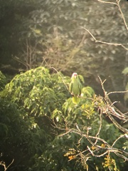 Amazona autumnalis salvini