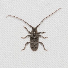 Ecyrus