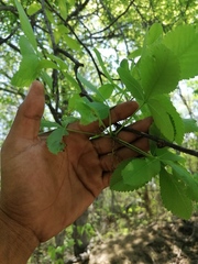 Bursera heteresthes