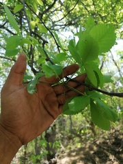 Bursera heteresthes