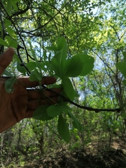 Bursera heteresthes