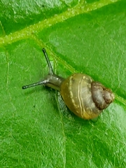 Bulimulus corneus
