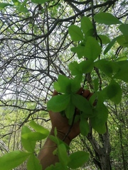 Bursera heteresthes