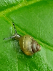 Bulimulus corneus