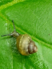 Bulimulus corneus