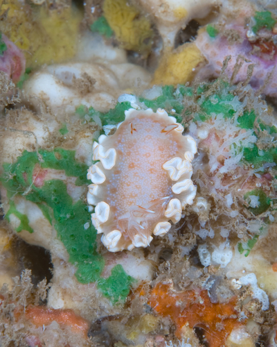 Snow Goddess Nudibranch
