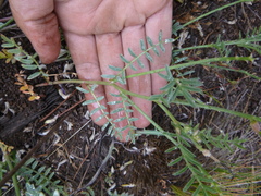 Astragalus whitneyi