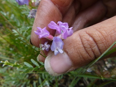 Astragalus whitneyi