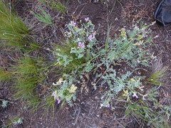 Astragalus whitneyi