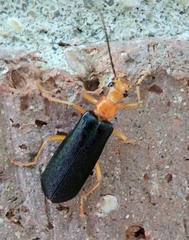 Podabrus fayi
