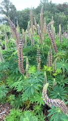 Lupinus