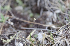 Draba yukonensis