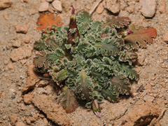 Glyptopleura marginata