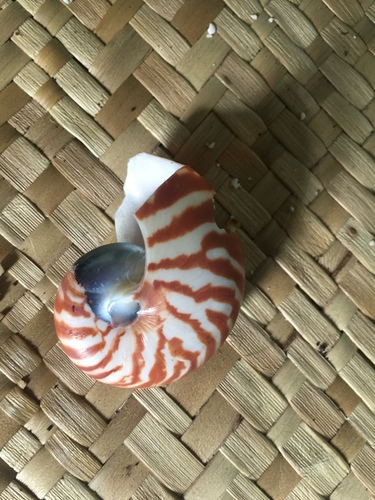 Nautilus vanuatuensis