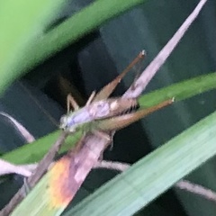 Conocephalus semivittatus