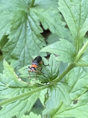 Cantharis pellucida