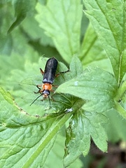 Cantharis pellucida