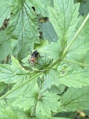 Cantharis pellucida
