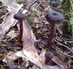 Laccaria violaceonigra