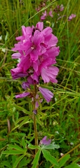 Sidalcea virgata