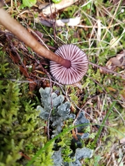 Laccaria violaceonigra