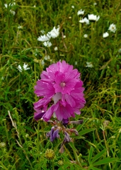 Sidalcea virgata