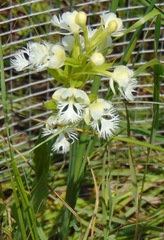 Platanthera leucophaea