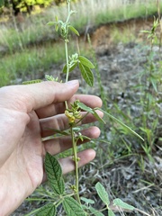 Rhynchosia tomentosa