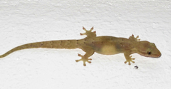 Lepidodactylus