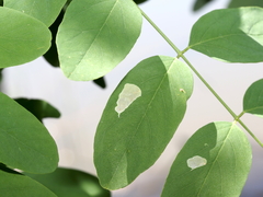 Chrysaster ostensackenella