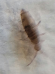 Willowsia nigromaculata