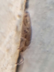 Willowsia nigromaculata