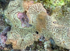 Clathria curacaoensis