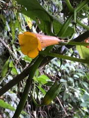 Solenophora calycosa