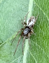 Dictyna coloradensis