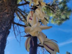 Yucca baileyi
