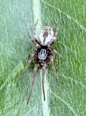 Dictyna coloradensis