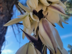 Yucca baileyi