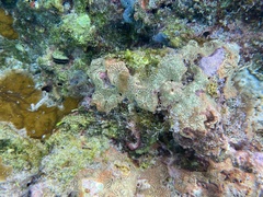 Clathria curacaoensis
