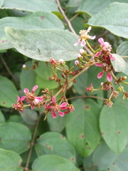 Heteropterys brachiata