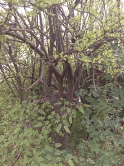 Leuenbergeria guamacho