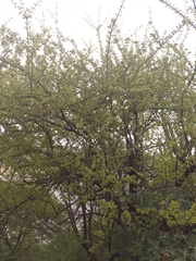 Leuenbergeria guamacho