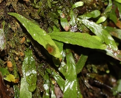 Notogrammitis billardierei